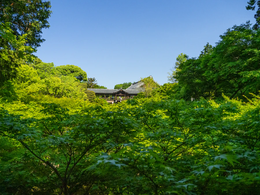 Kyoto, in bloom