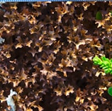 A close-up view of intricate, brownish curly seaweed or algae with some green succulent leaves on the side. The surface texture is wavy and complex, creating an organic, natural pattern.