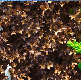 A close-up view of intricate, brownish curly seaweed or algae with some green succulent leaves on the side. The surface texture is wavy and complex, creating an organic, natural pattern.