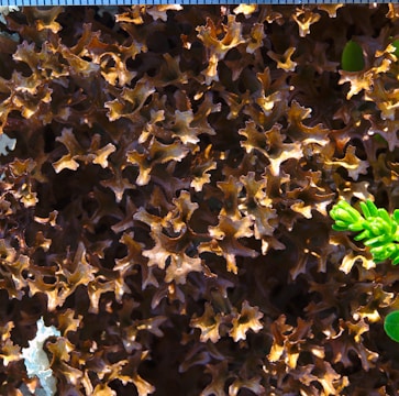 A close-up view of intricate, brownish curly seaweed or algae with some green succulent leaves on the side. The surface texture is wavy and complex, creating an organic, natural pattern.