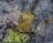 Clusters of vibrant yellow lichen grow on a rough, textured rock surface. The lichen appears in small, rounded patches amidst a backdrop of grey and brown, with some lighter areas of the rock visible. A ruler is visible at the bottom for scale, indicating the small size of the lichen.