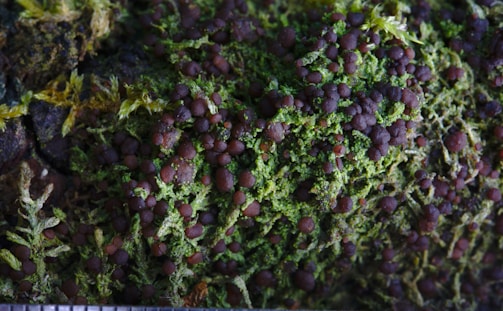 Clusters of small, round, brownish-red fungi or spores are interspersed across a vibrant green mossy surface. The texture appears dense and moist, with intricate patterns formed by the growth of moss and fungi. Some areas show a transition to a yellowish-green coloration.
