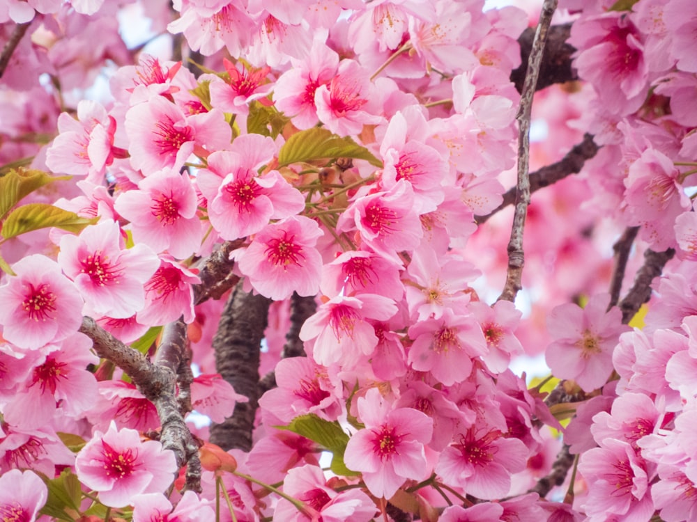 a group of pink flowers