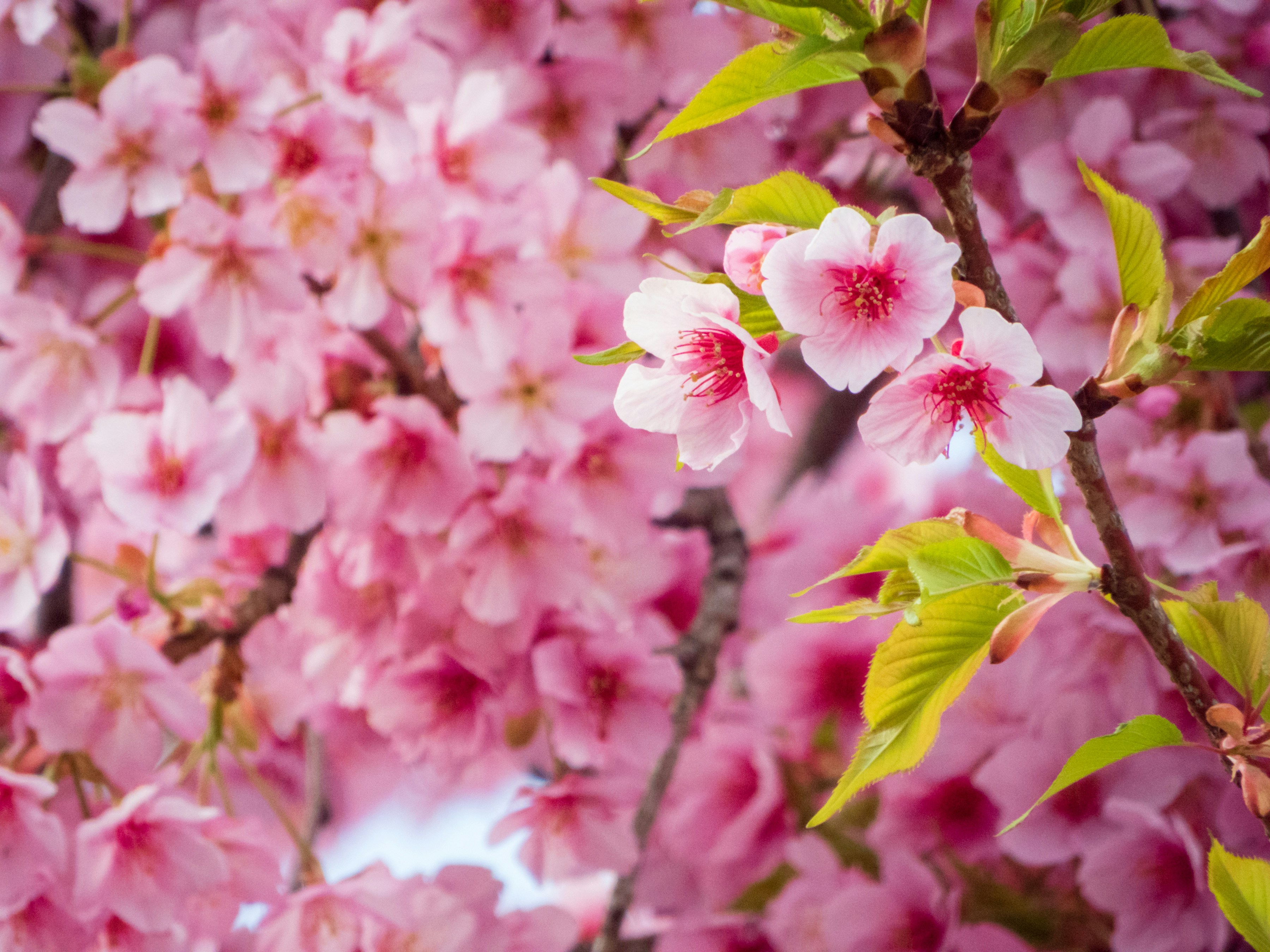 Photo by heppoko_yama