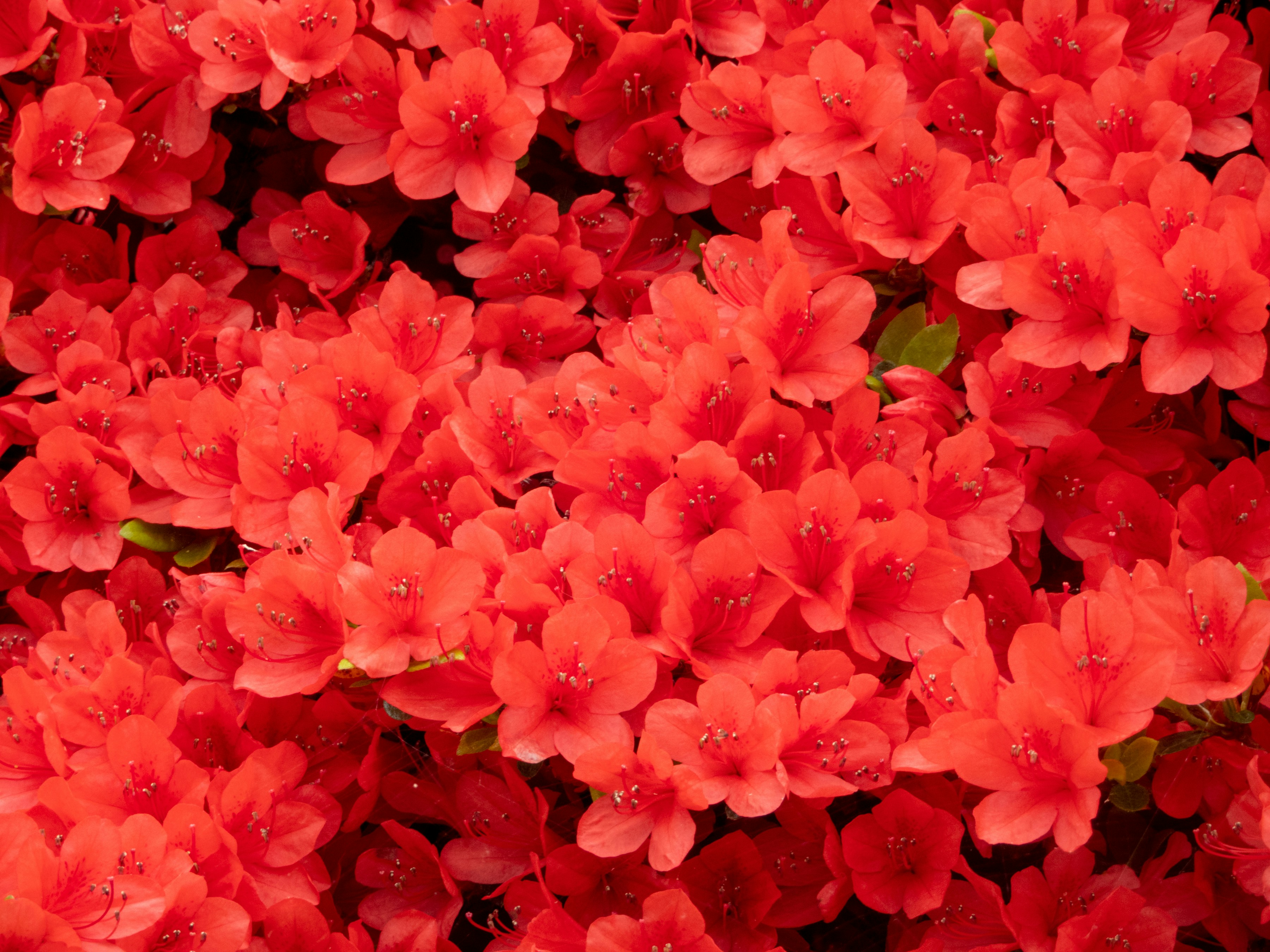 Photo by heppoko_yama