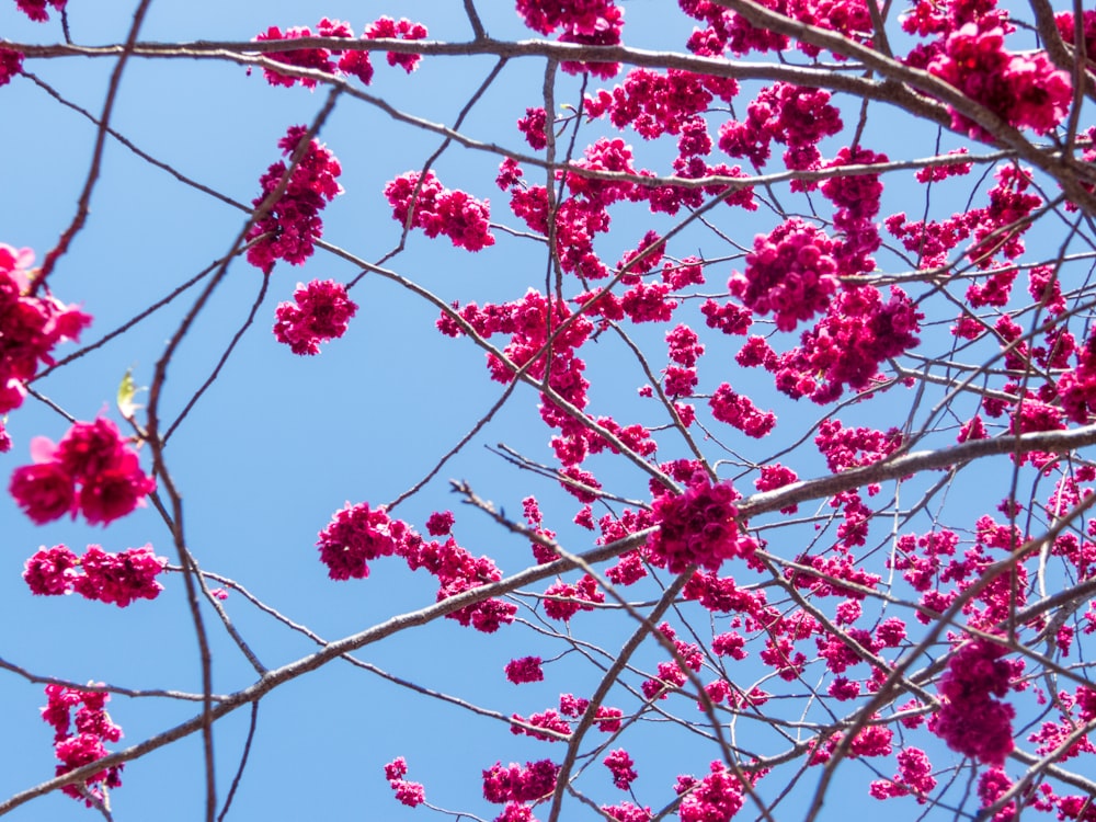 a tree with pink flowers