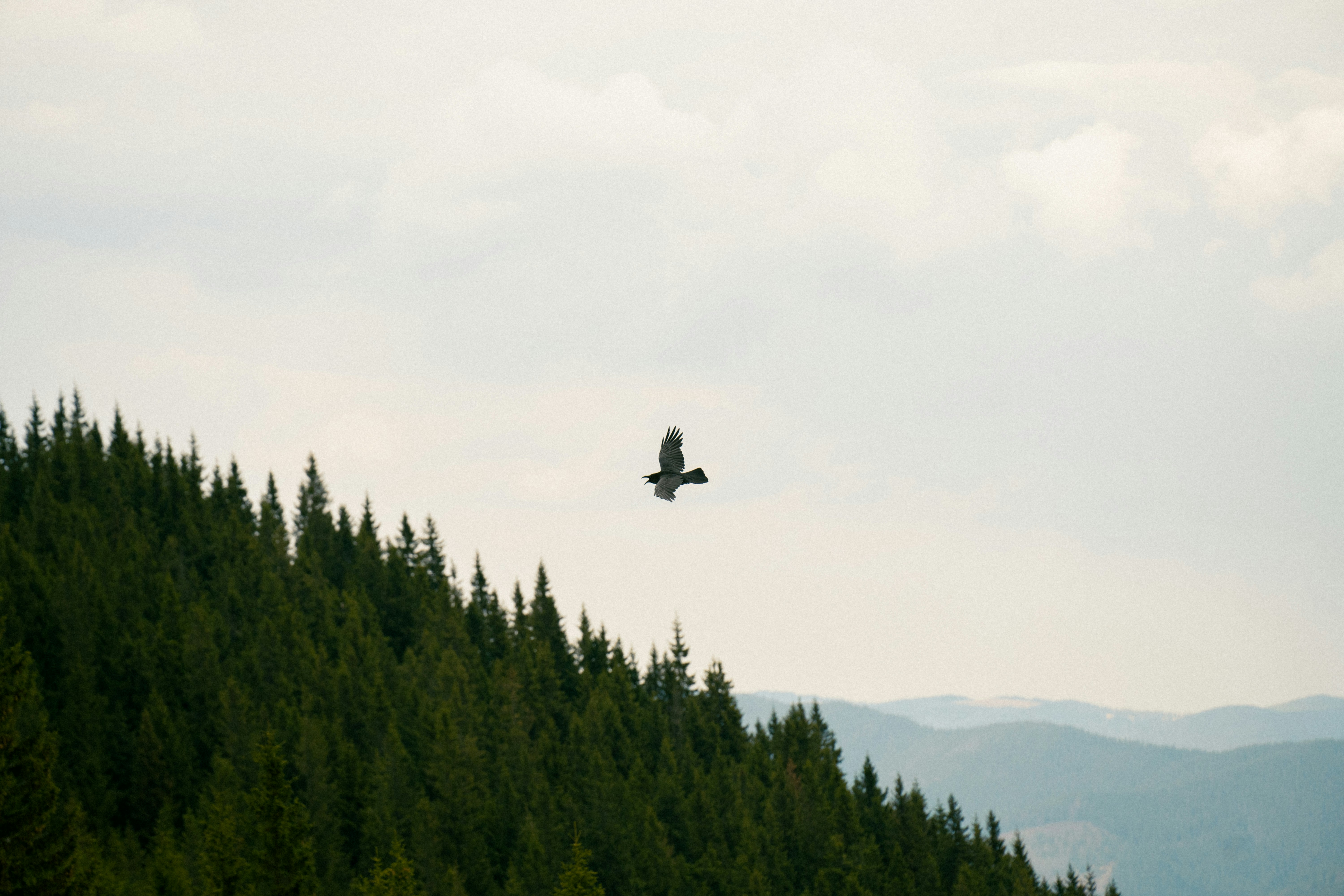 Photo by fedorchenkoalina