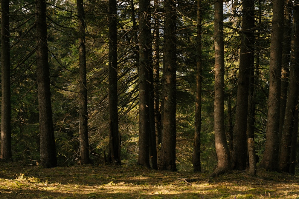 a forest of trees