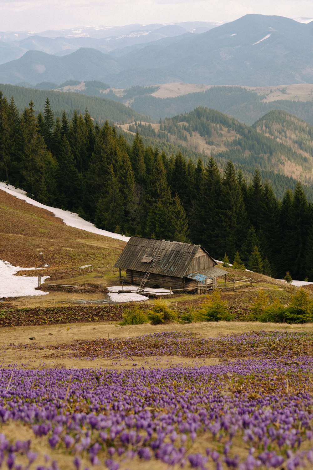 a house in a field of flowers