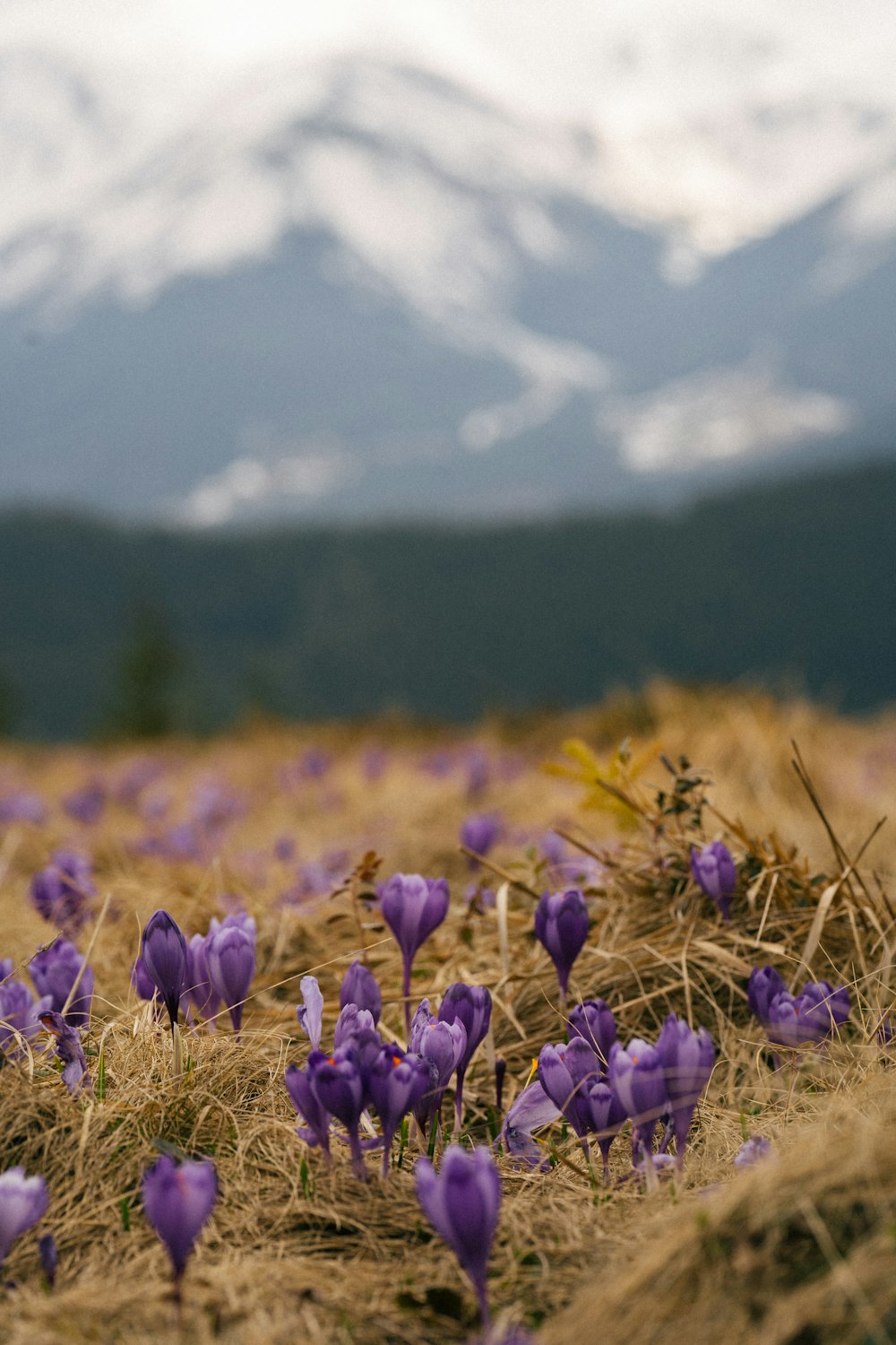 a group of purple flowers