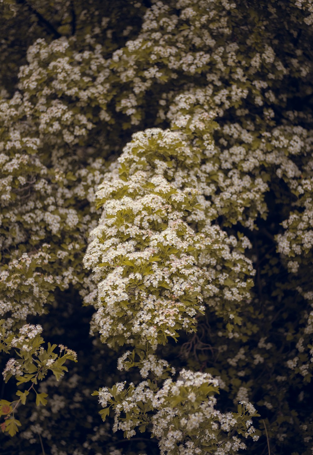 a close up of a tree