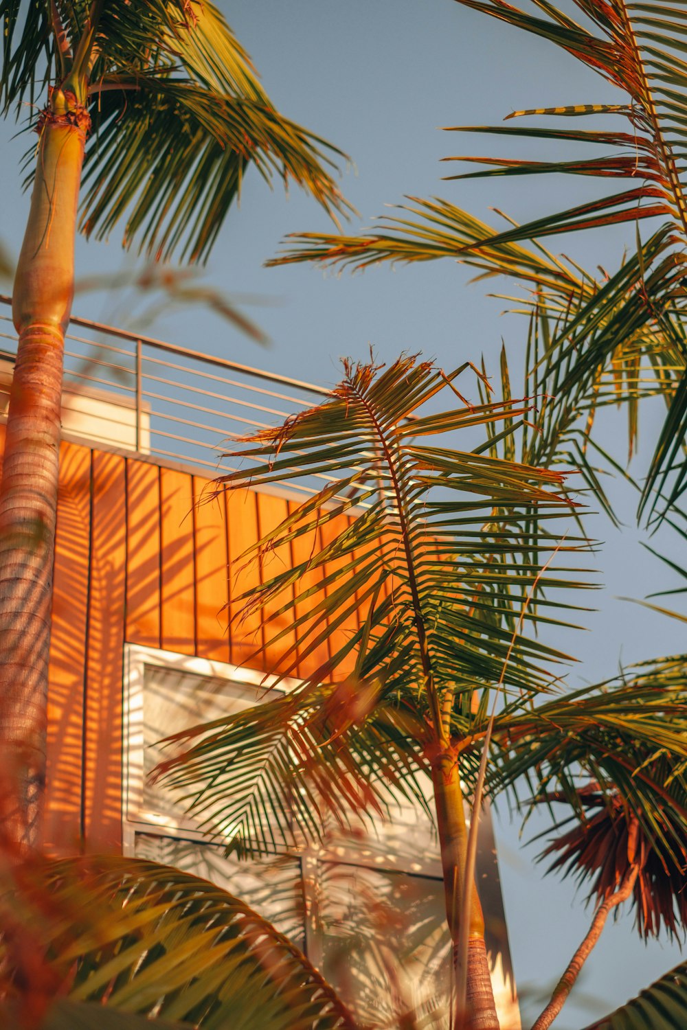 a group of palm trees