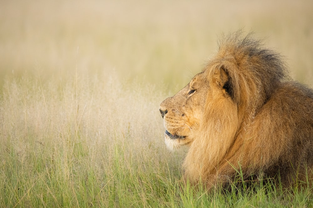 a pair of lions in a grassy field