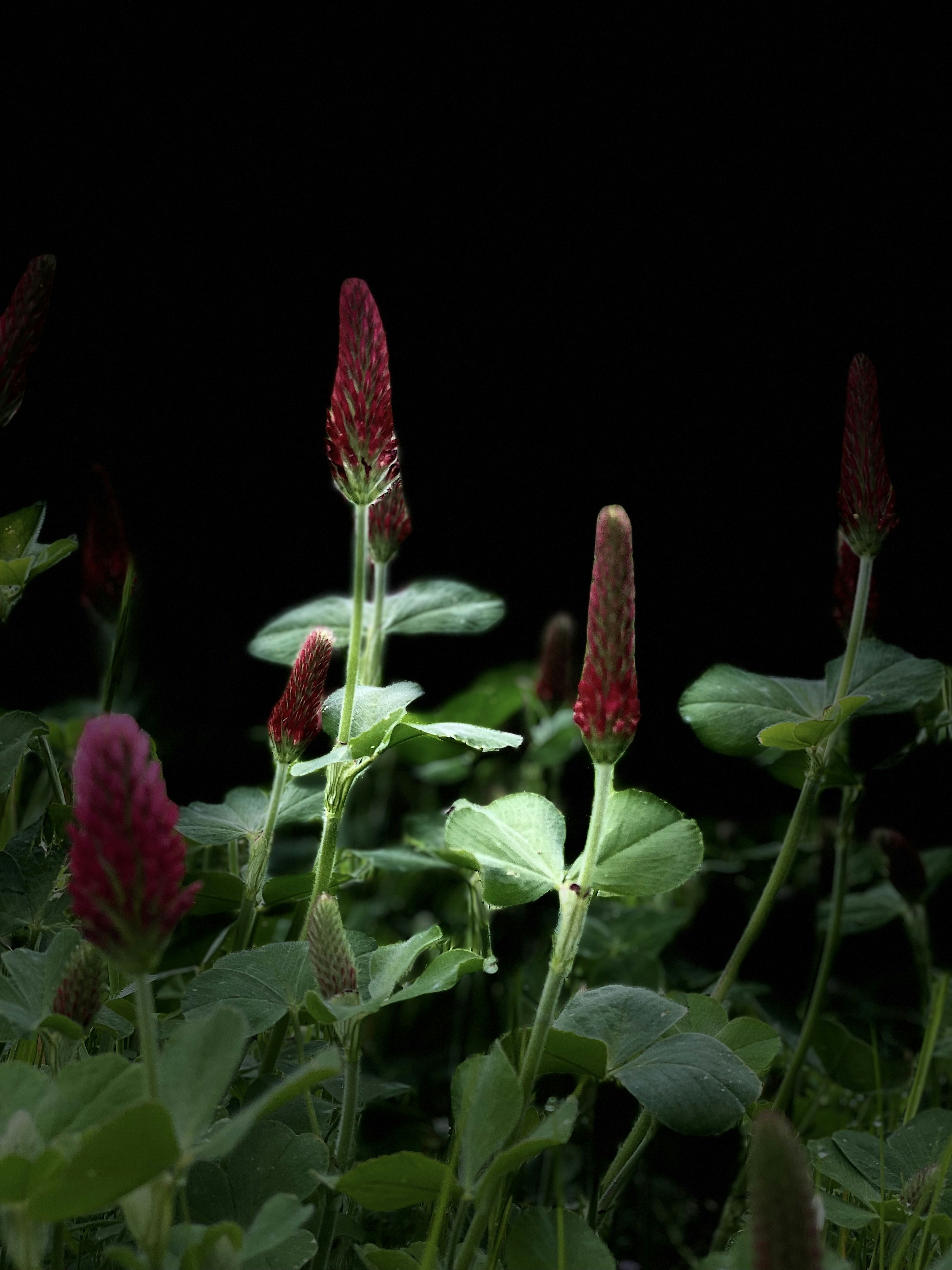 a close up of a flower