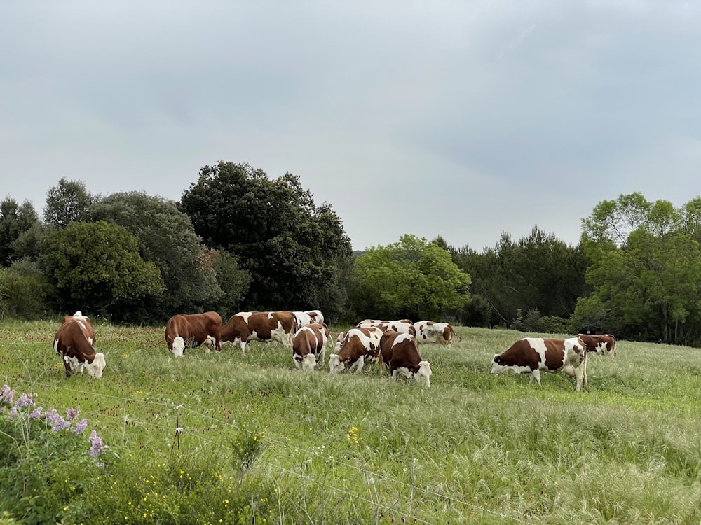 a herd of cows grazing in a field