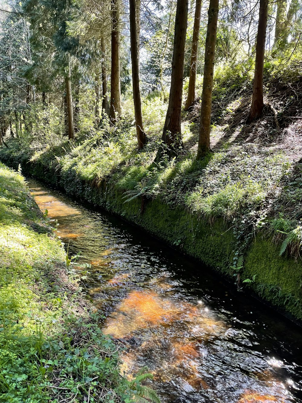 a stream in a forest