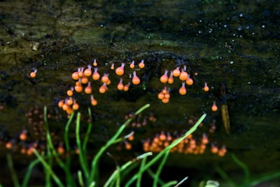 Clusters of small, bright orange fungus or slime mold droplets growing on a dark, moss-covered wooden surface. Green grass-like vegetation is visible in the foreground, adding a contrast to the organic texture and color of the fungi.