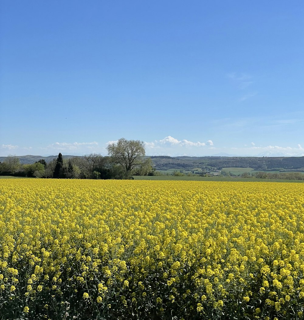 a field of yellow flowers