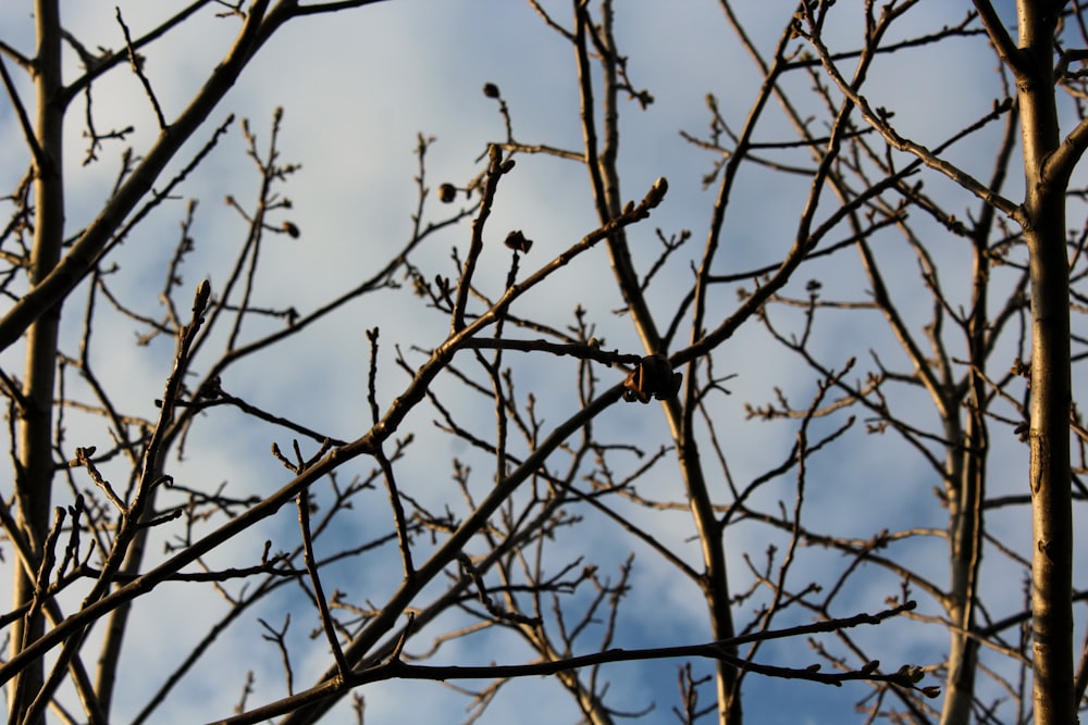 a tree with many branches