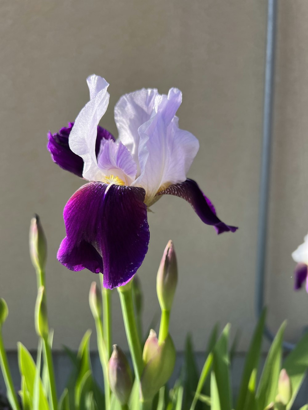 a purple and white flower