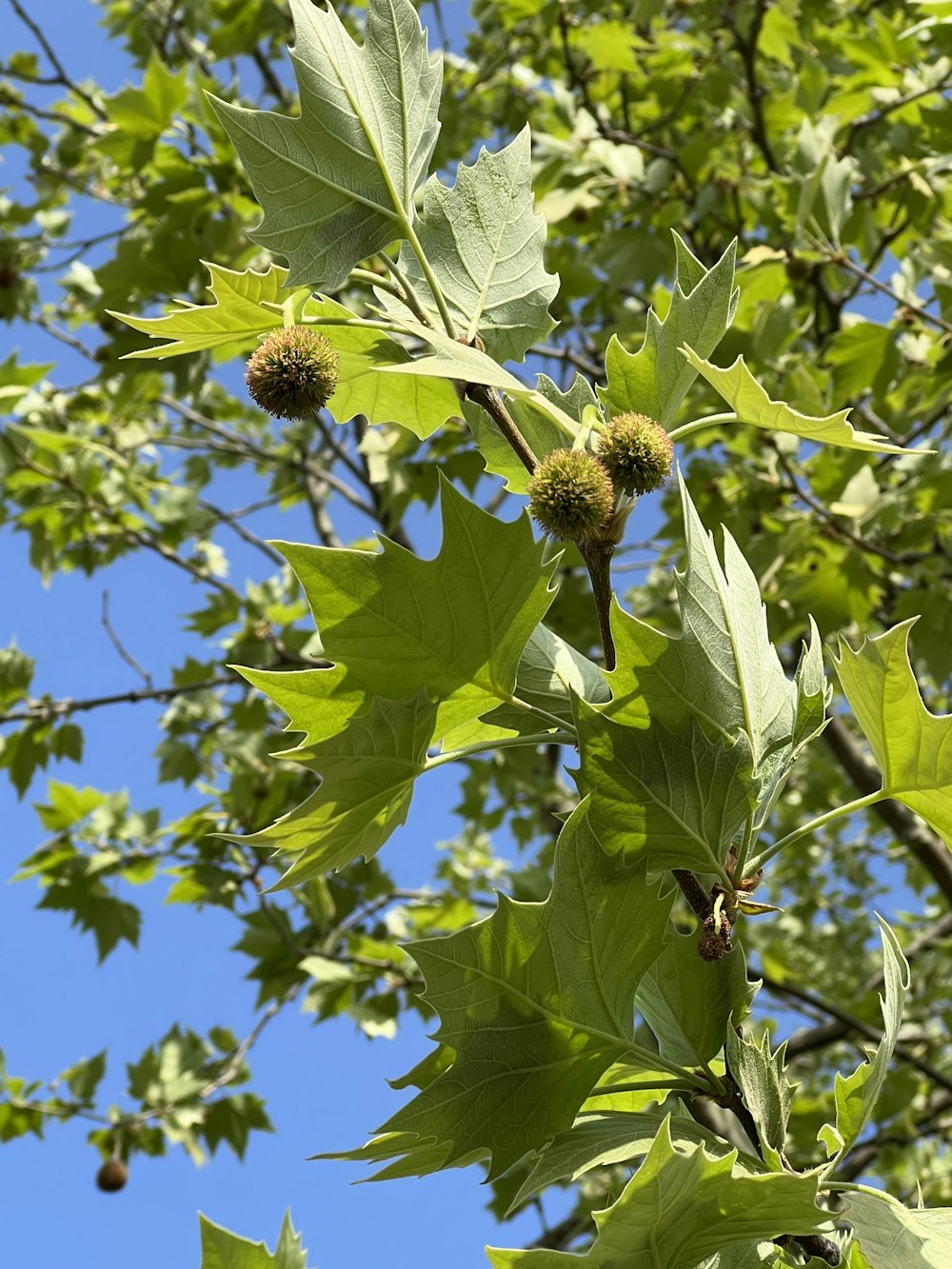 a close up of a tree