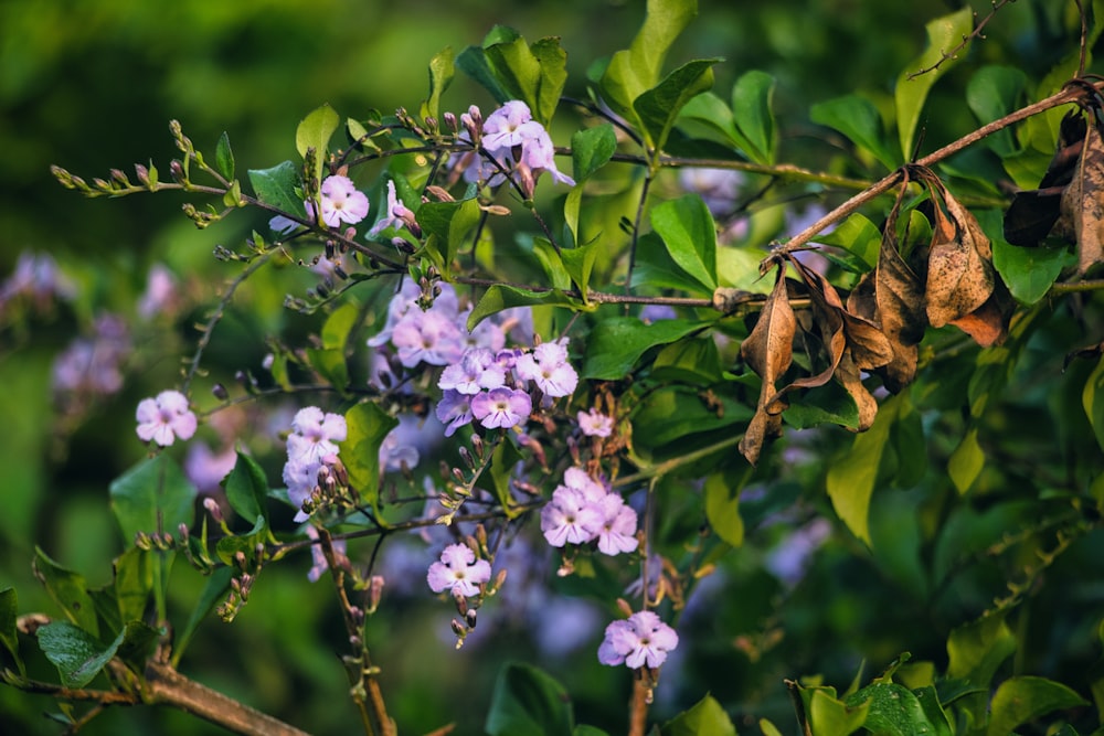 a close up of a tree branch with purple flowers