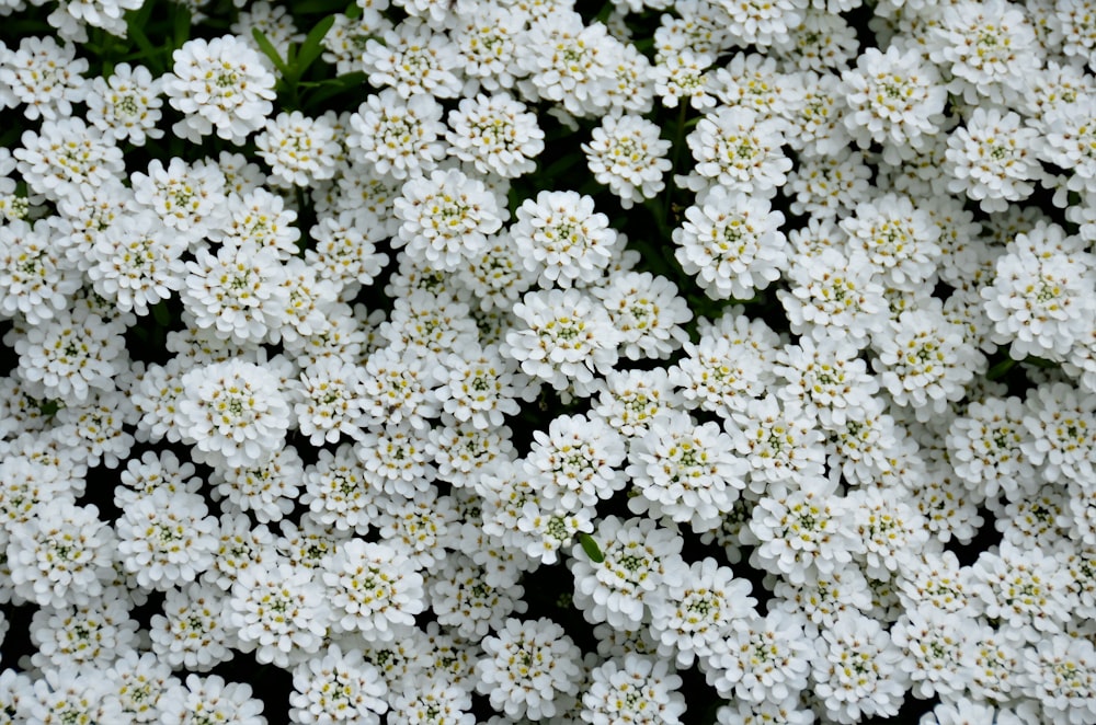 a bush of white flowers