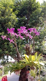 A gardener demonstrating orchid care techniques in a lush garden.