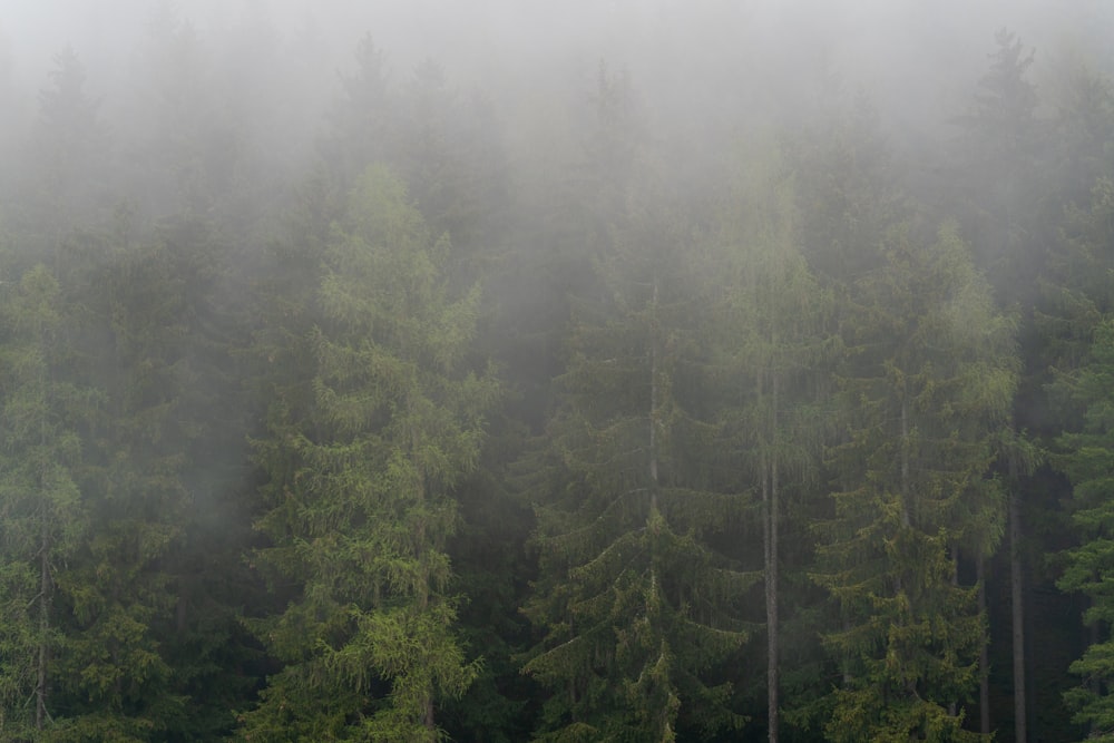 un bosque de árboles