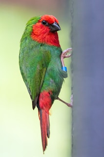 A vibrant bird with a striking red head and chest, contrasted against its bright green body and wings. It is perched on a vertical surface, gripping with its claws. The bird has a small black beak and a blue tag around one of its legs.