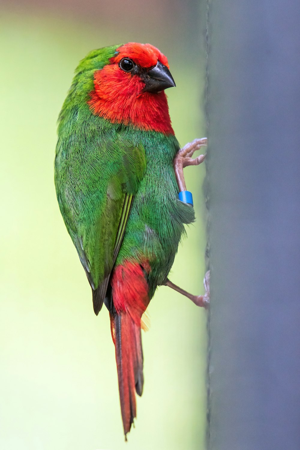 a colorful bird on a branch