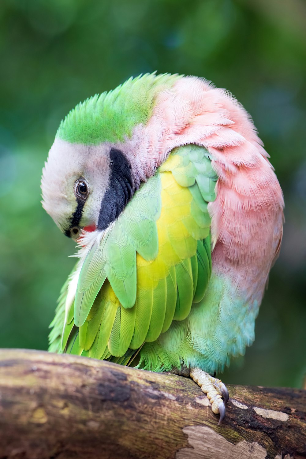 a couple of parrots on a branch