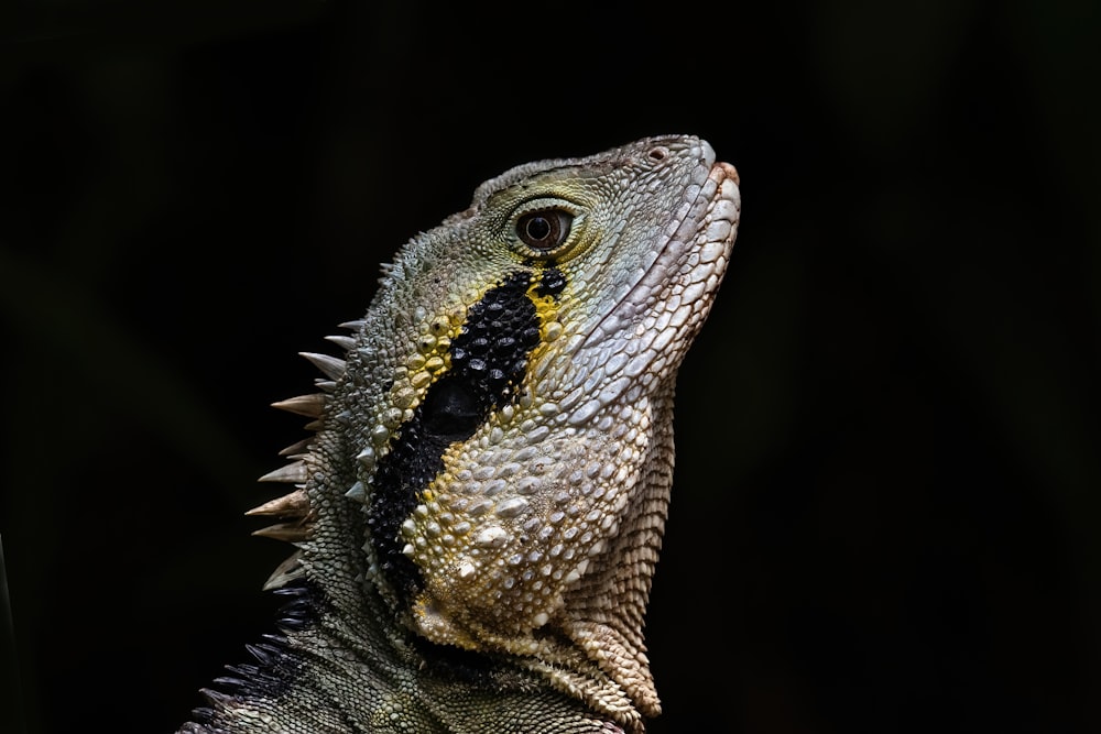 a lizard with a black background