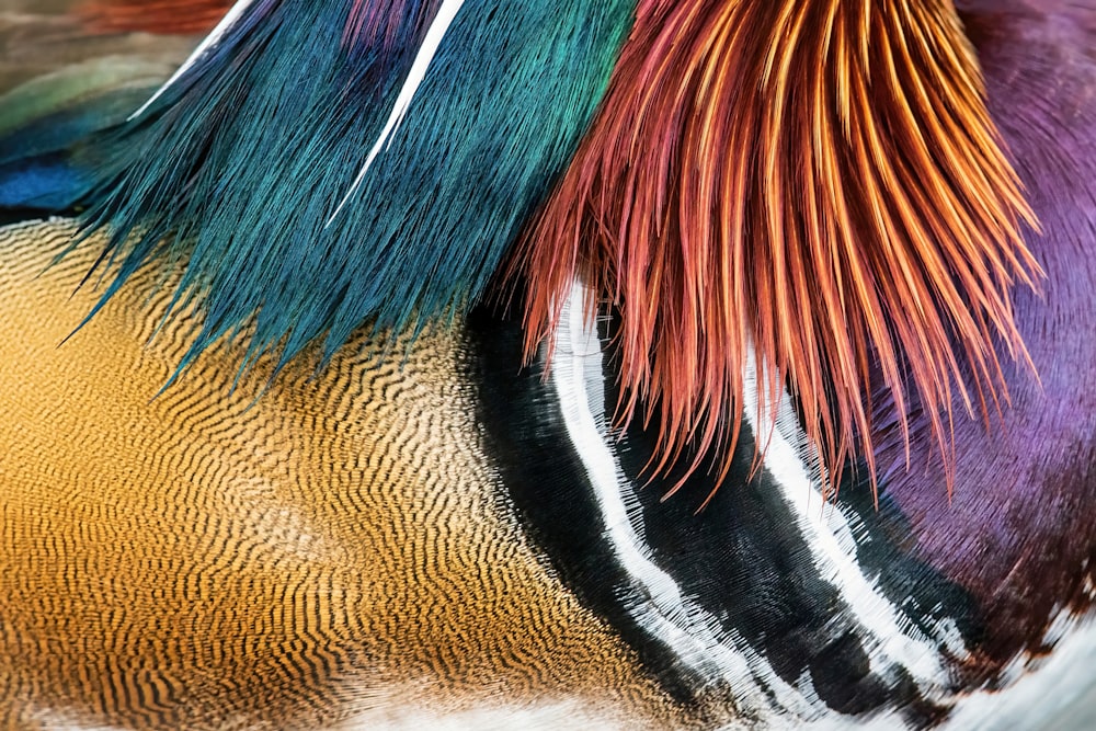 a close up of a horse's mane