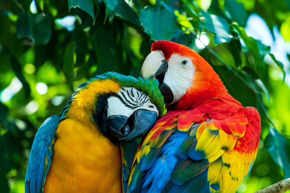 ein paar bunte Vögel