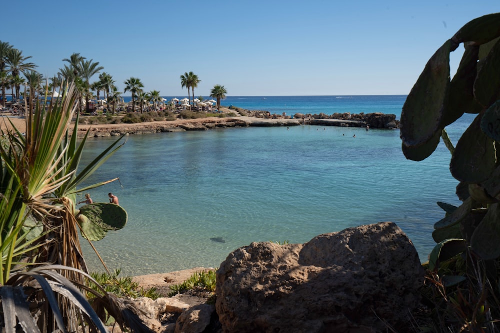 a tropical beach with palm trees