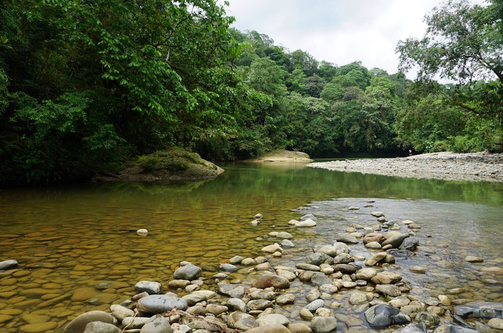 a river with rocks and trees