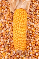 a pile of corn