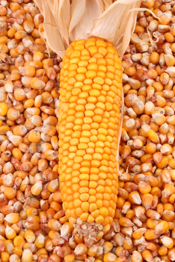 Maize Grain
