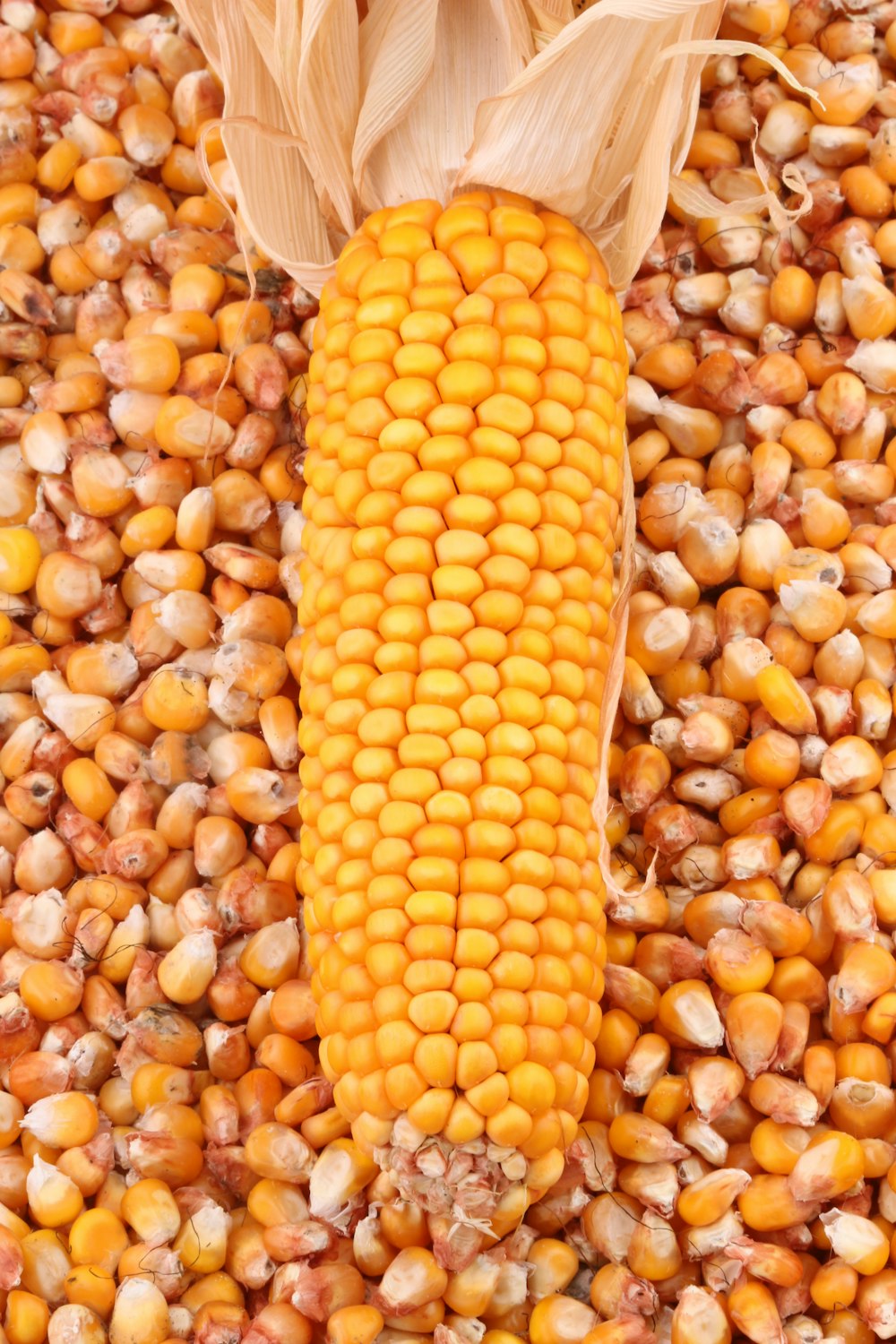 a pile of corn