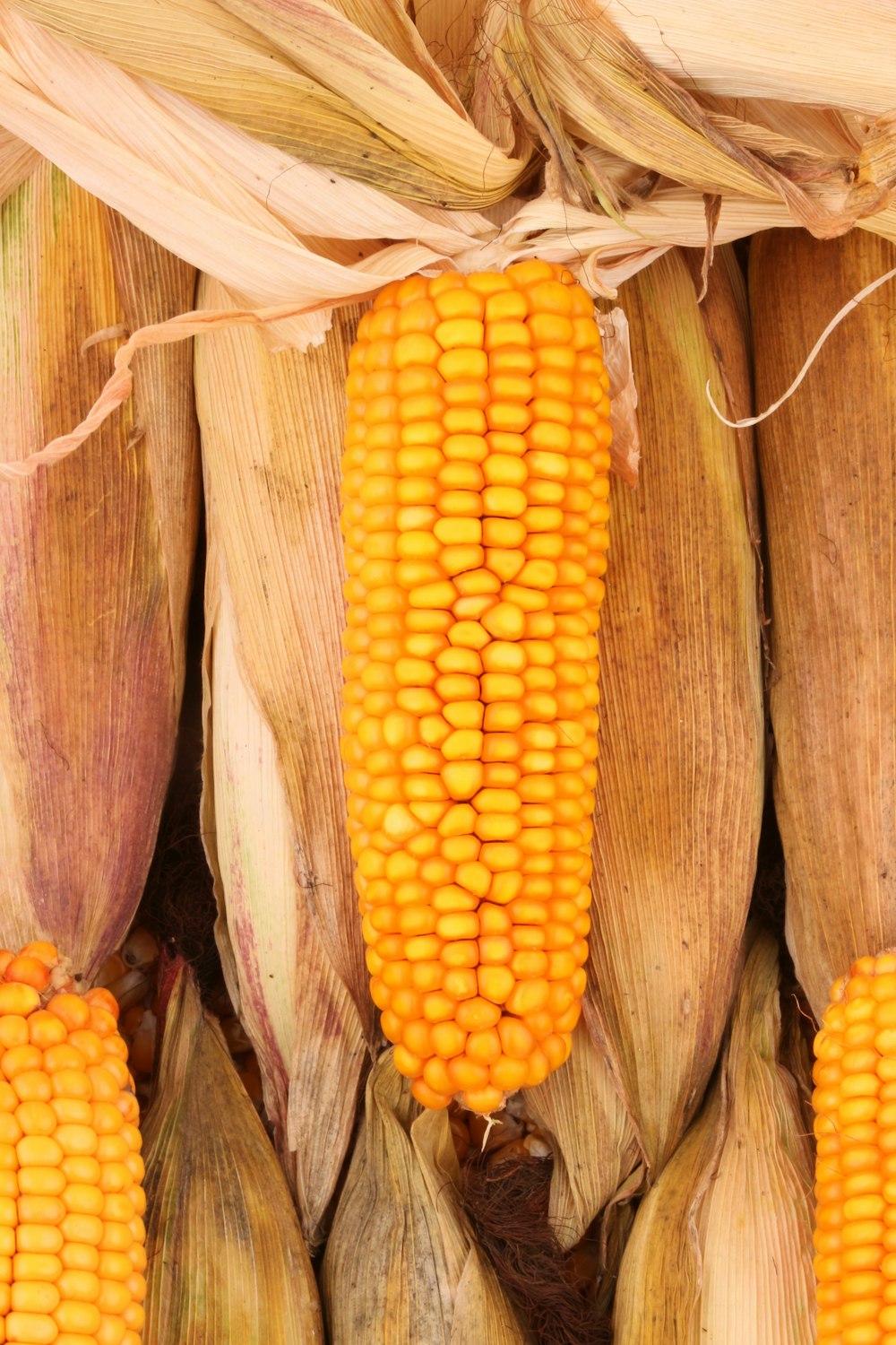 Ein Bündel Mais in einem Korb