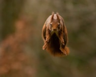 A lively squirrel mid-leap between tree branches, full of energy and character from sho’s world.