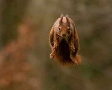A squirrel mid-jump with exaggerated, bouncy physics in a colorful forest.