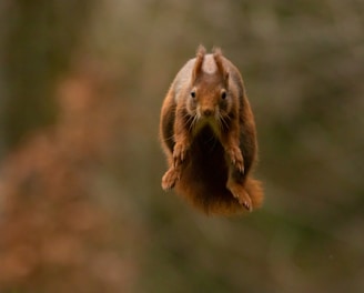 A lively squirrel mid-leap between tree branches, full of energy and character from sho’s world.