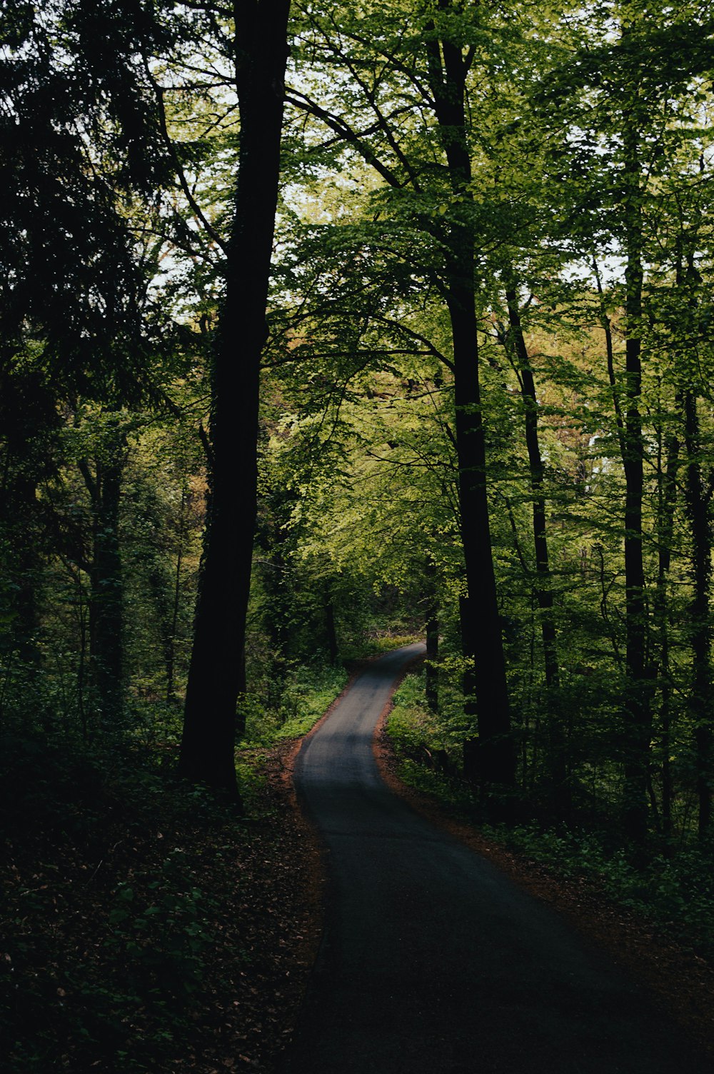 a dirt road in a forest