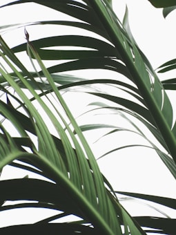 Long green palm leaves extend diagonally across a bright, light background, creating a calm and natural aesthetic.