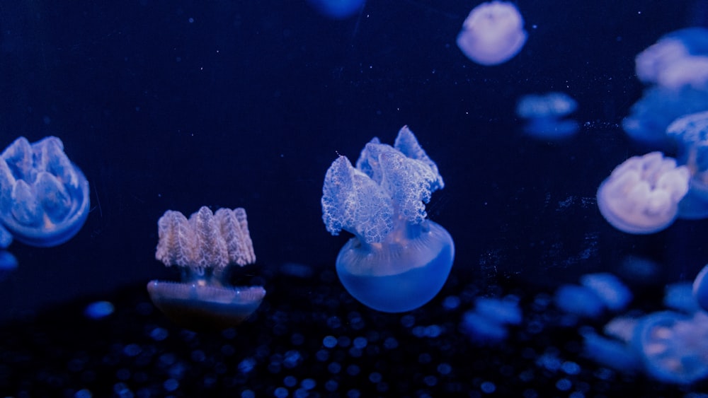 a group of jellyfish