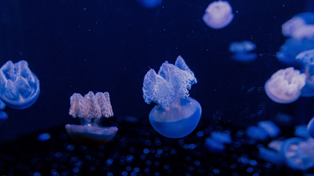 Un groupe de méduses