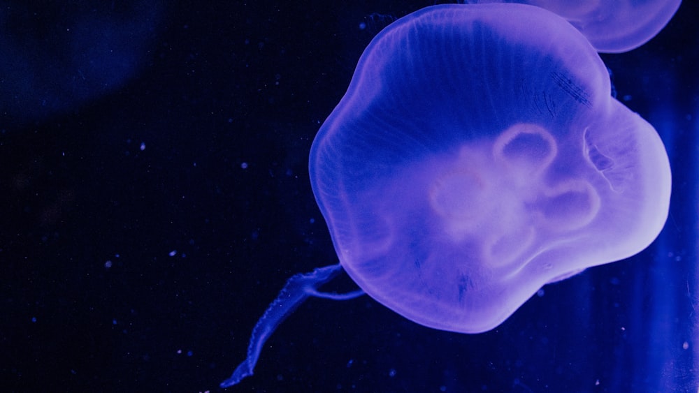 una medusa en el agua