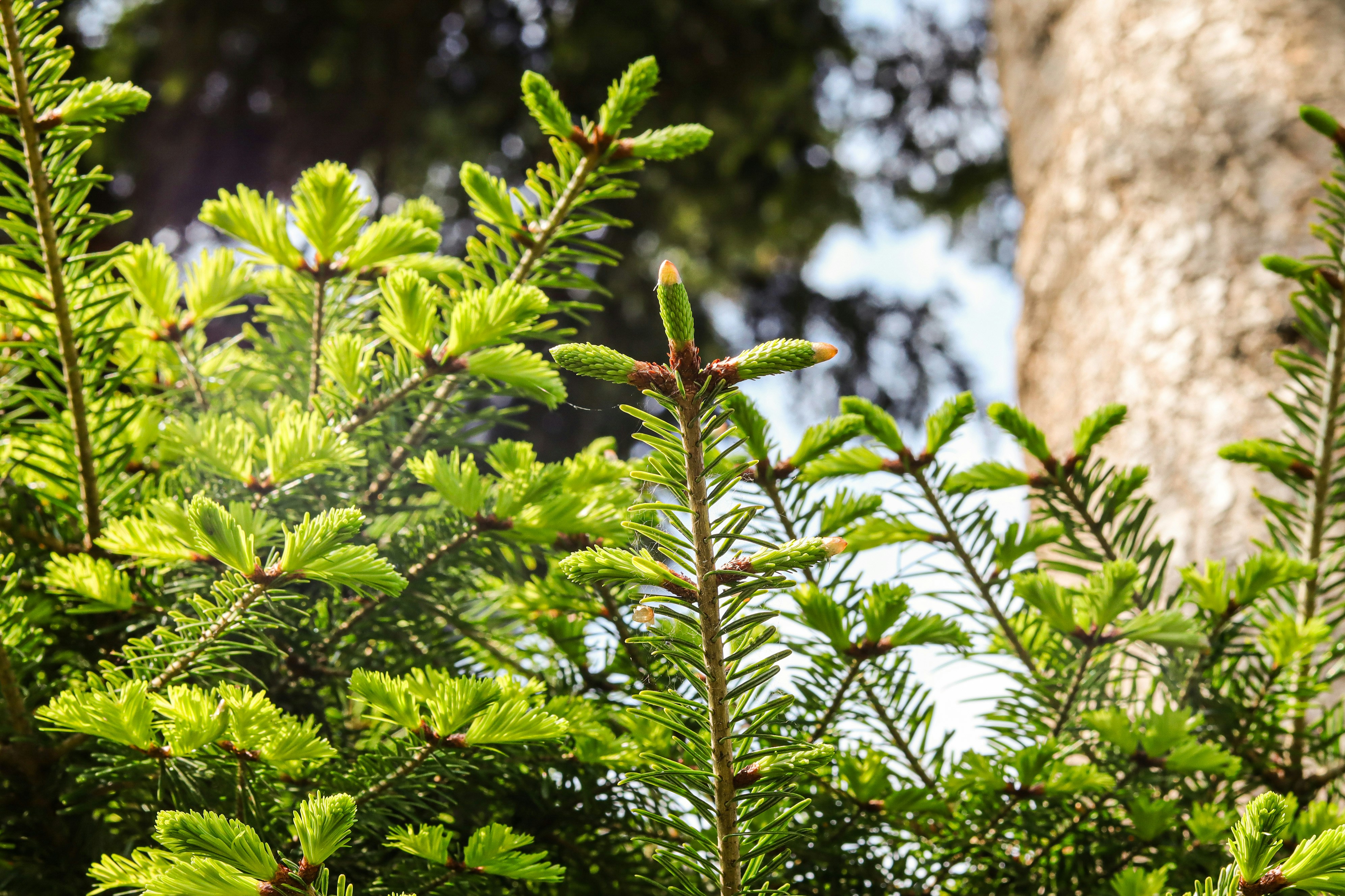 A close-up of some trees photo – Free Plant Image on Unsplash